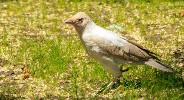 istock White crow in the city garden. 694906204