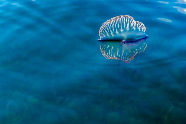 Jellyfish