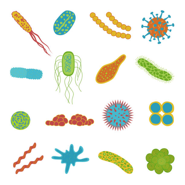 ilustraciones, imágenes clip art, dibujos animados e iconos de stock de iconos de virus y bacterias aislados sobre fondo blanco. - mrsa bacterium streptococcus staphylococcus