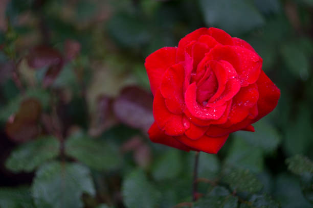 istock red rose with water drops after rain in summer day 694906754