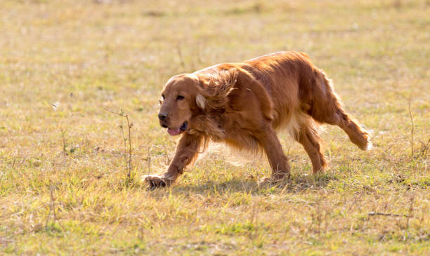 istock red dog on the nature 694908936
