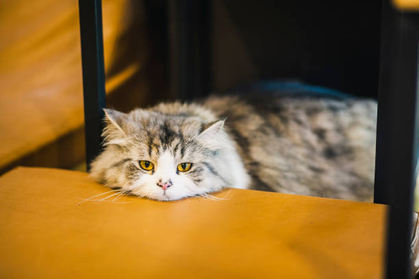 istock Portrait of beautiful cats 694910452