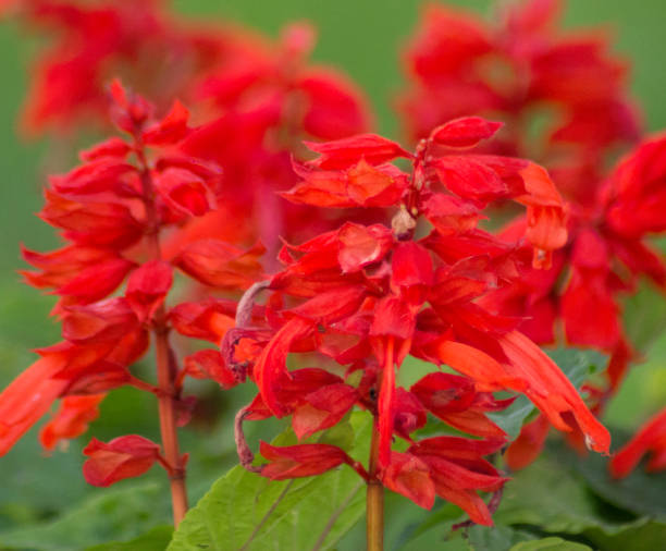 istock A red sweet flower 694912644