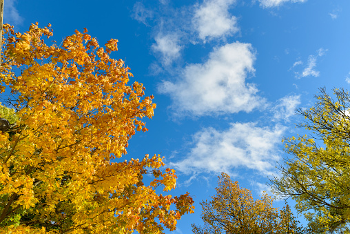 Scenic view of healthy autumn trees against blue and cloudy sky horizontal shot