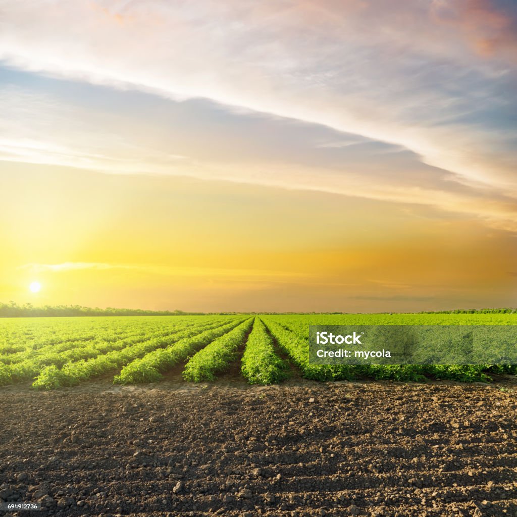 naranja puesta de sol en las nubes sobre el campo de la agricultura verde con tomates - Foto de stock de Campo - Tierra cultivada libre de derechos