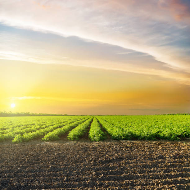 istock orange sunset in clouds over green agriculture field with tomatoes 694912736