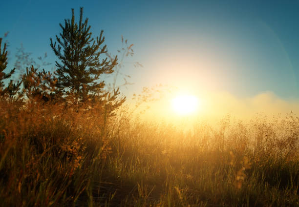 istock Fantastic foggy river with fresh green grass in the sunlight. Sun beams through tree. Dramatic colorful scenery. 694914654
