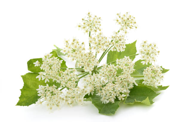 istock Angelica archangelica 694915840
