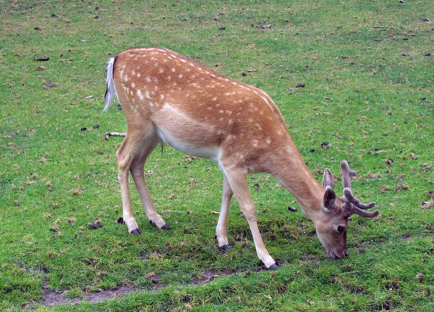 istock A Wild Deer Grazing Grass On The Field In Summer Time 694915950
