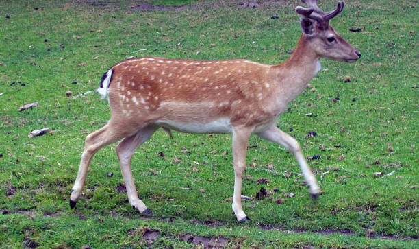 istock Deer On The Field In Summer Time 694916078