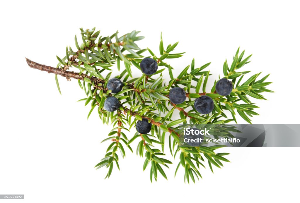 Juniper twig with berries Juniper branch with  berries isolated on white Juniper Tree Stock Photo