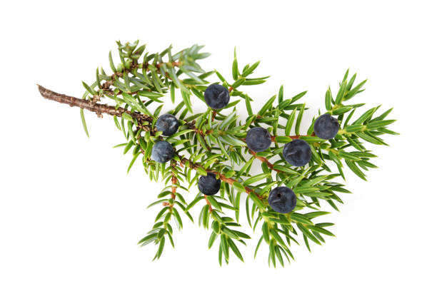 Juniper twig with berries Juniper branch with  berries isolated on white juniperus chinensis stock pictures, royalty-free photos & images