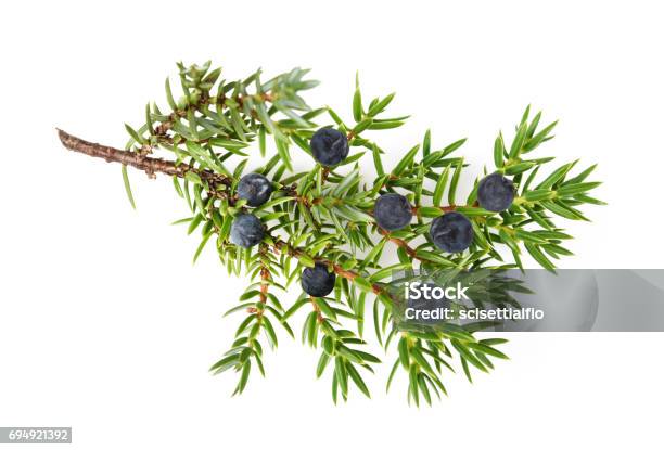 Juniper Twig With Berries Stock Photo - Download Image Now - Juniper Tree, Berry, Branch - Plant Part