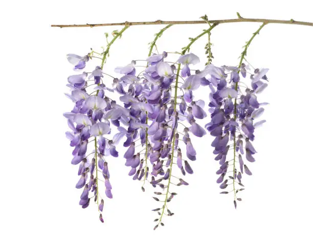 wisteria flowers isolated on white