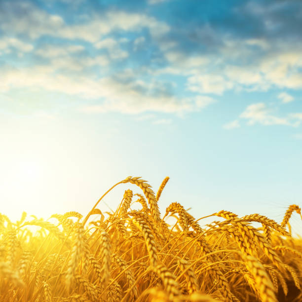 istock sunset over golden field with crop 694921566