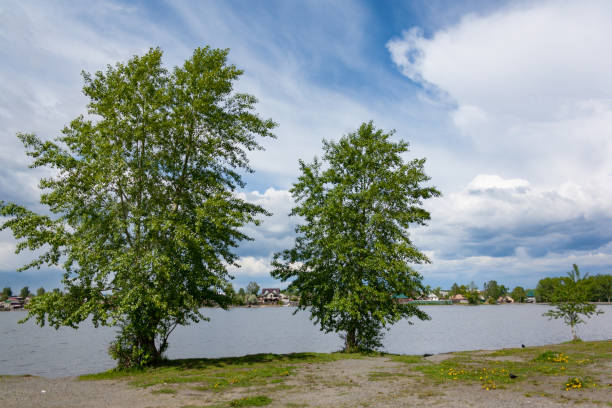 istock Landscape shore of lake summer 694921676