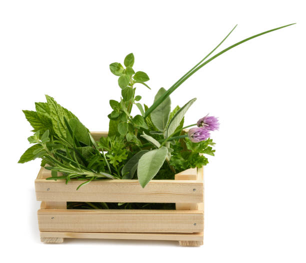 herbs in a crate herbs in a crate isolated on white herb crate thyme sage stock pictures, royalty-free photos & images