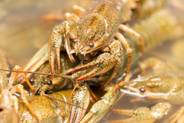 istock Live crayfish in the water as a background 694924342