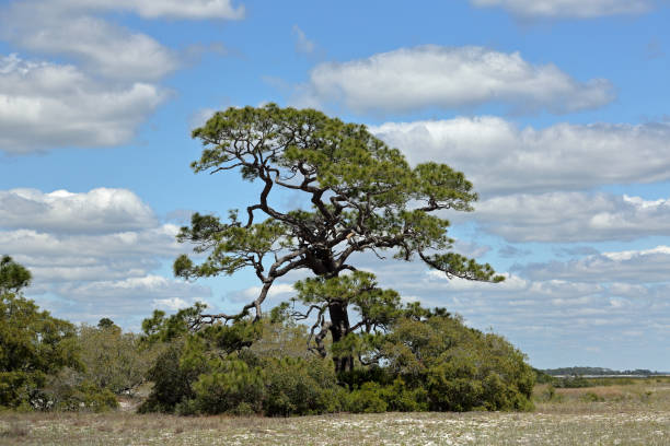 istock Majestic windswept pine tree on grassy beach sand 694930902