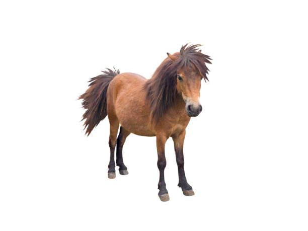 istock Brown pony horse standing 694930998