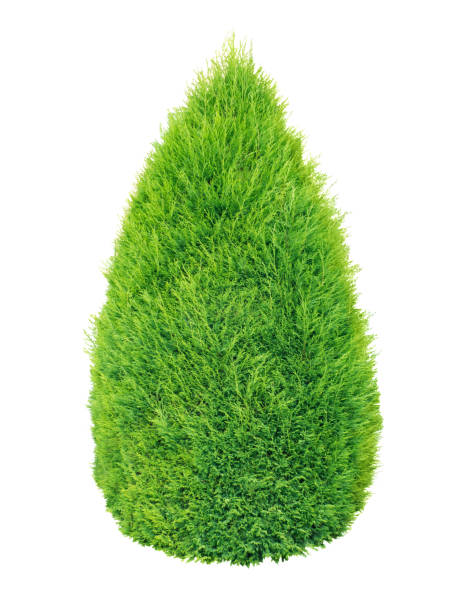 istock Lush green thuja conic shrub 694931006