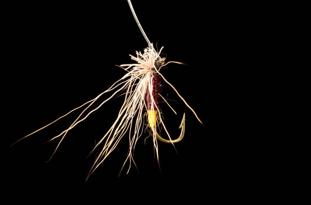 istock fly to catch fish on a black background 694933624