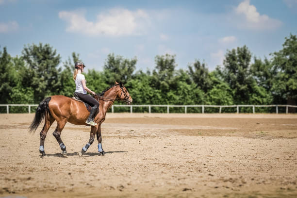 female riding a horse in outdoor equestrian arena - serbia horse nature landscape imagens e fotografias de stock