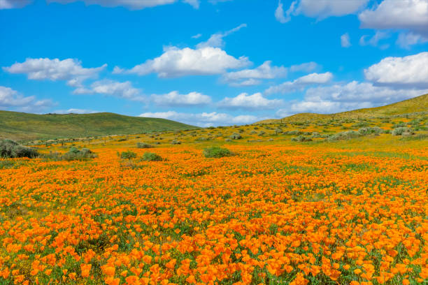 california golden poppies dolina antylopy, kalifornia (r) - poppy field flower california golden poppy zdjęcia i obrazy z banku zdjęć