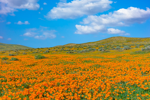 Blue sky, flower filled hills,fresh flowers, spring meadow, California Poppy