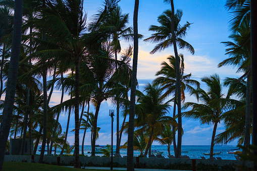Beautiful sunrise on the beach in Punta Cana with coconut palms, Bavaro, Dominican Republic