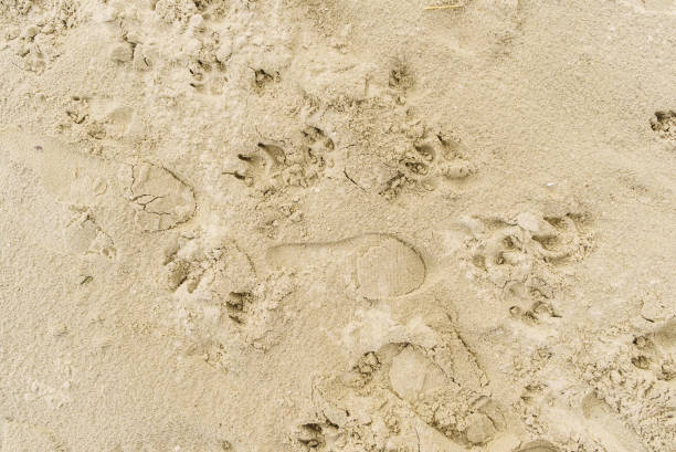istock Close up of sand, many footprints 694940756