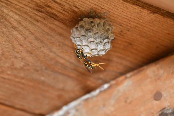 istock wasp sitting in the nest macro 694940798