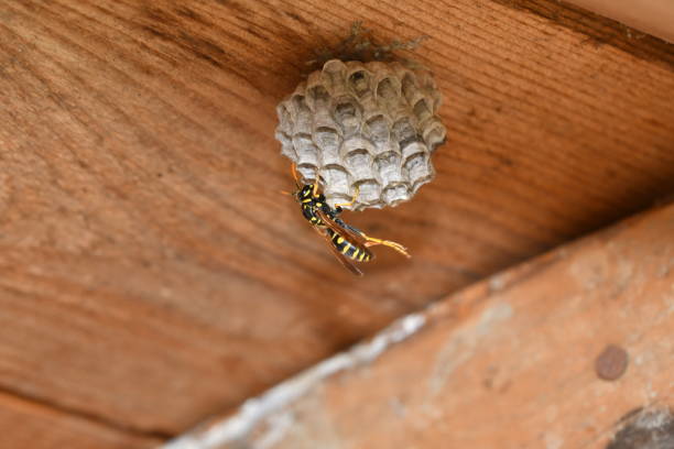 istock wasp sitting in the nest macro 694940932