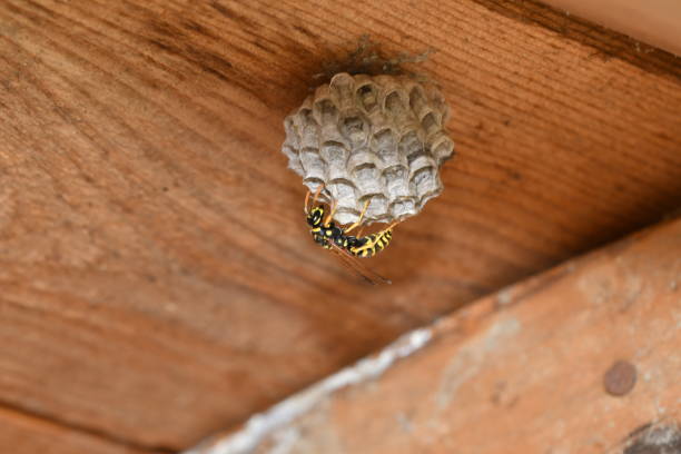 istock wasp sitting in the nest macro 694940940