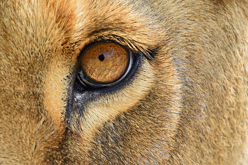 Extreme detailed close up of female African lioness eye looking at camera