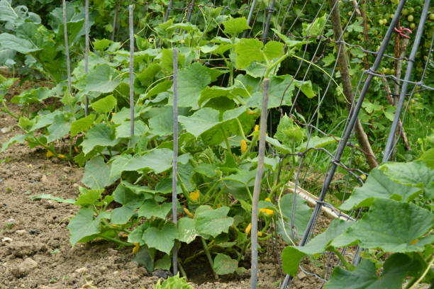 istock green leafy vegetables seedlings farmer 694941218