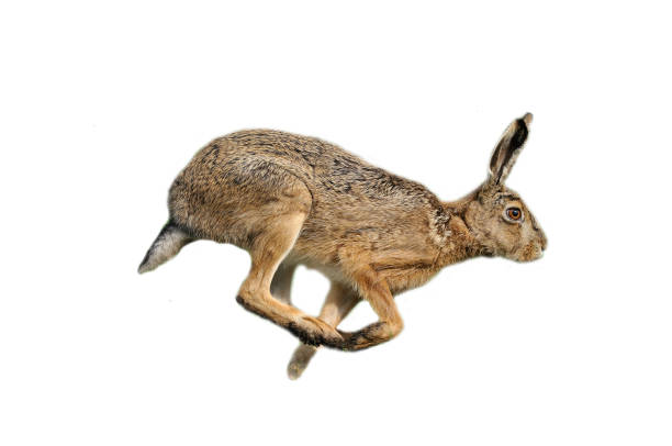 European hare (Lepus europaeus) European hare (Lepus europaeus) hare stock pictures, royalty-free photos & images