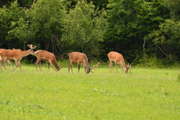 istock grazing deers stag hart on the meadow 694944826