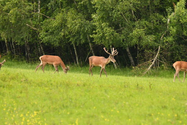 istock grazing deers stag hart on the meadow 694945102