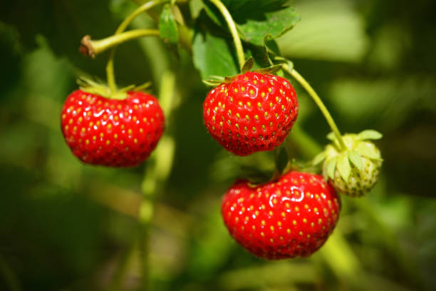 istock Ripe strawberries in garden 694945154
