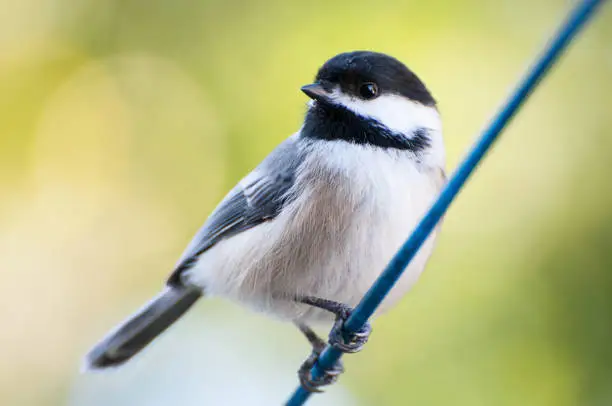 a black-capped chickadee sits on a line against a green backdrop