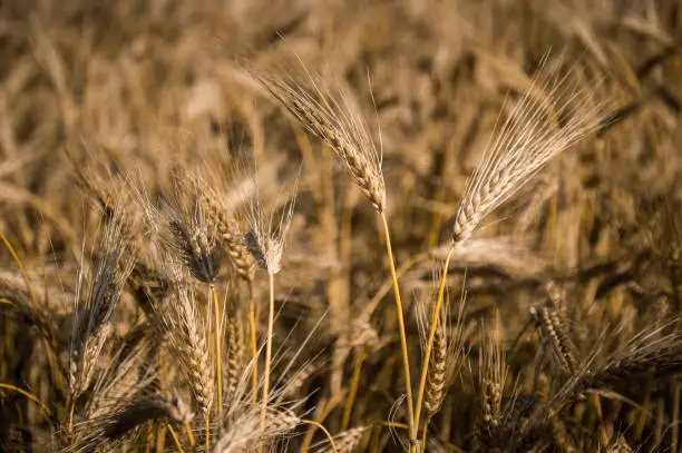 closeup of wheat