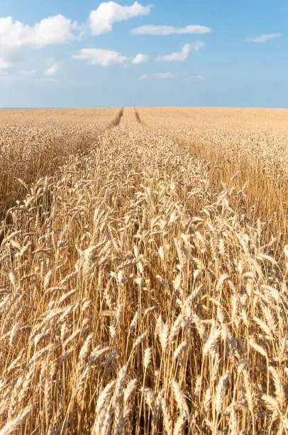 row of tractor marks in a field of wheat under a blue sky, taken in Prince Edward Island