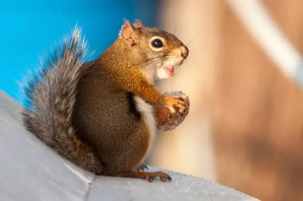 a squirrel eats a Timbit