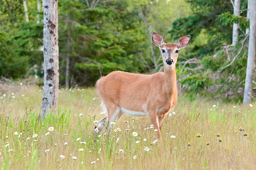 A doe stands in a field filled with daisies