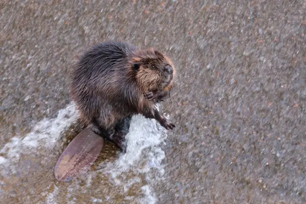 a beaver washing in the water