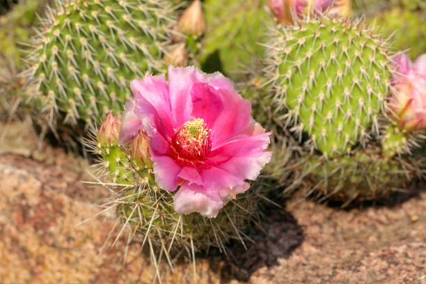 istock Opuntia phaeacantha blossomed in pink colors 694947544