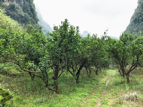 orchard near karst mountains in Yangshuo
