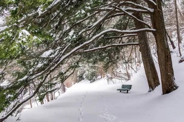 a canopy of branches hanging over a snowy walking trail with footprints and a bench