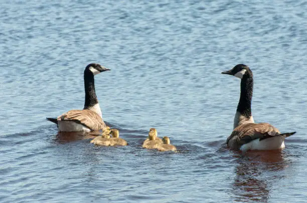 baby goslings swim between the parents